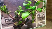 rośliny ANUBIAS akwarium