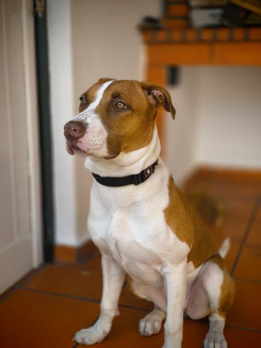 Procura-se Família para Adotar a Molly