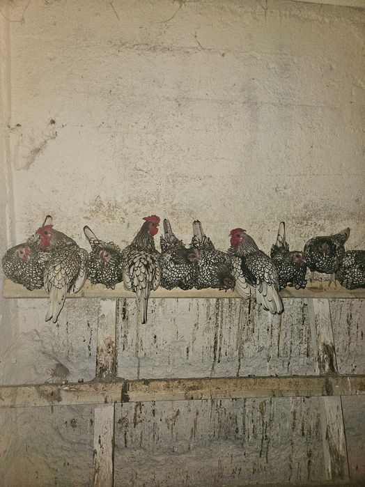 Jaja legowe sebrytki