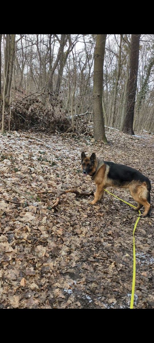 Bruno owczarek niemiecki do adopcji!
