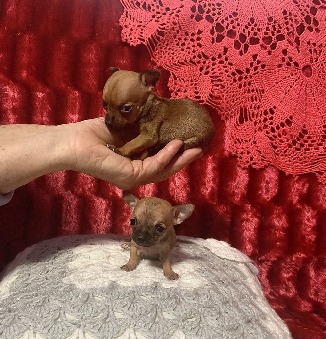 Міні Чихуахуа Дівчатка