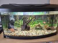 Akwarium 50 litrow