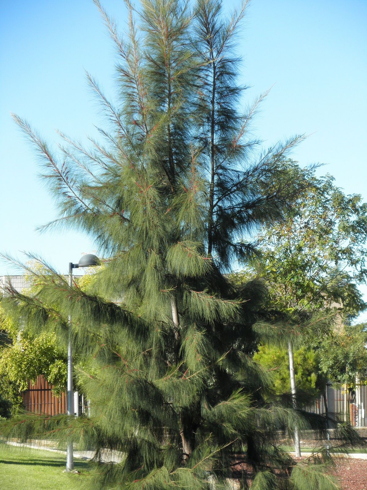 Árvore Casuarina