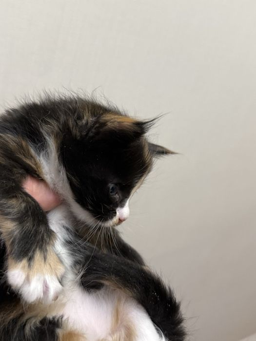 Пропоную чудових котят породи Мейн-кун.Питомник з хорошим родословним.