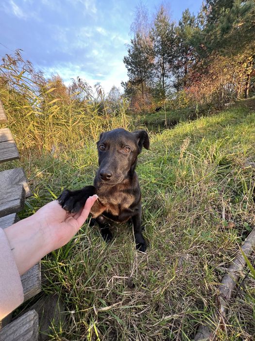 Віддам у добрі руки