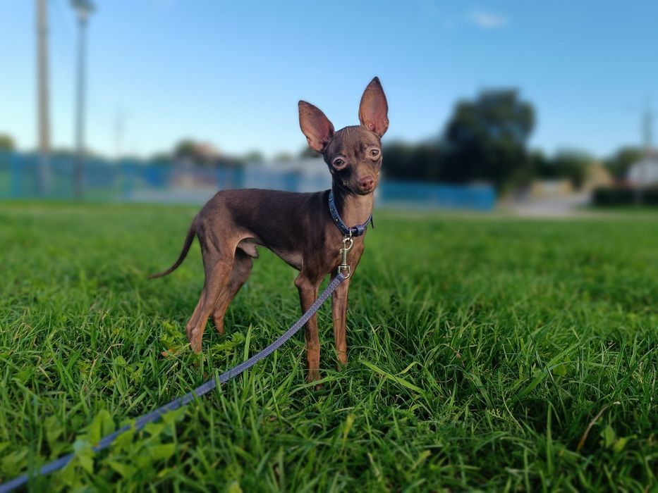 Rosyjski Toy Chłopiec FCI bez wad! Ratlerek, serenka, miniaturowy
