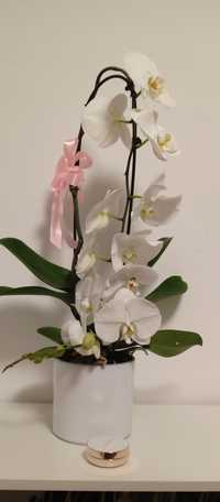 Орхідея королівська у керамічному горщику