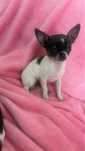 Chihuahua mini piesek niebiesko-biały