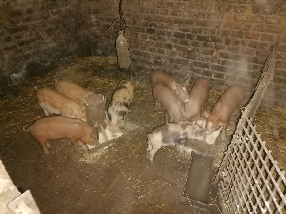 Поросята дюрок + петрен