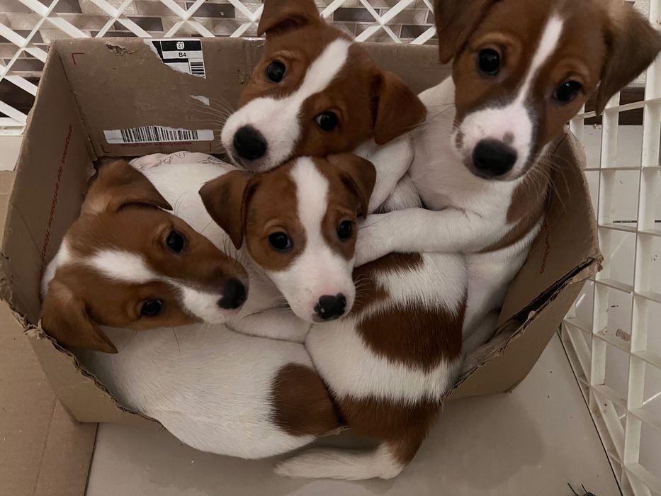 Цуценята джек рассел терьєр