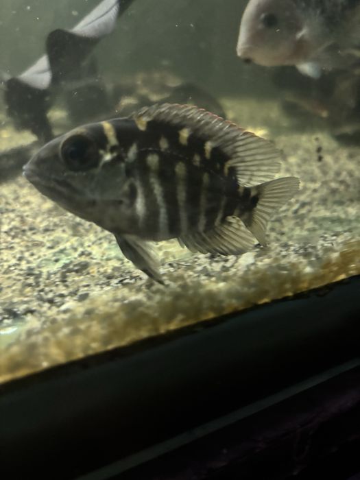 Pielęgnica hoplarchus psittacus rarytas