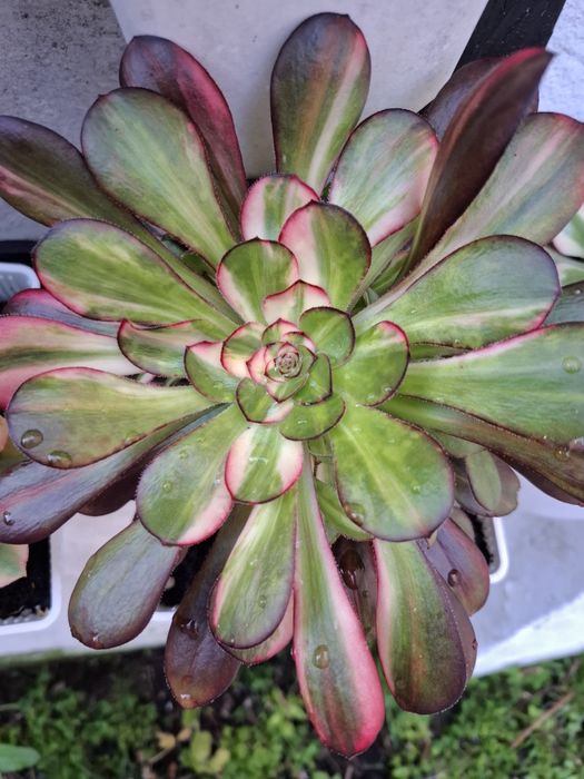 Plantas Suculentas raras de coleção