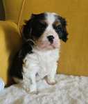 Cavalier King Charles spaniel samiec