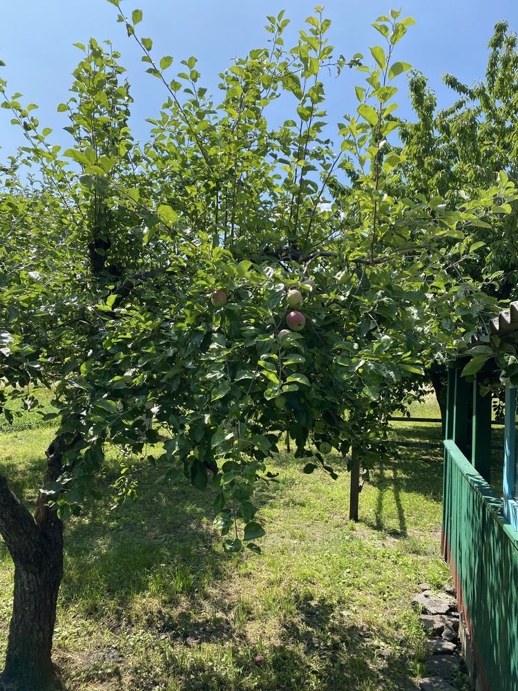 Дача лісові поляни