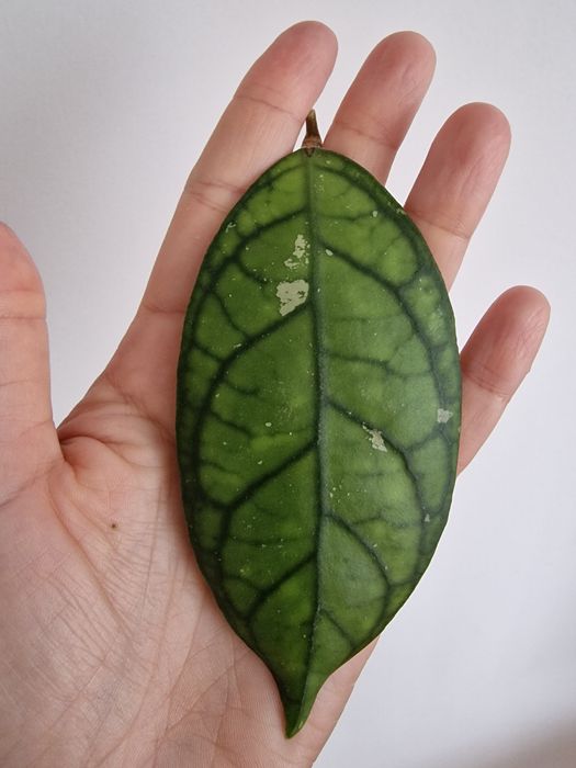 Hoya Black Cat cięta