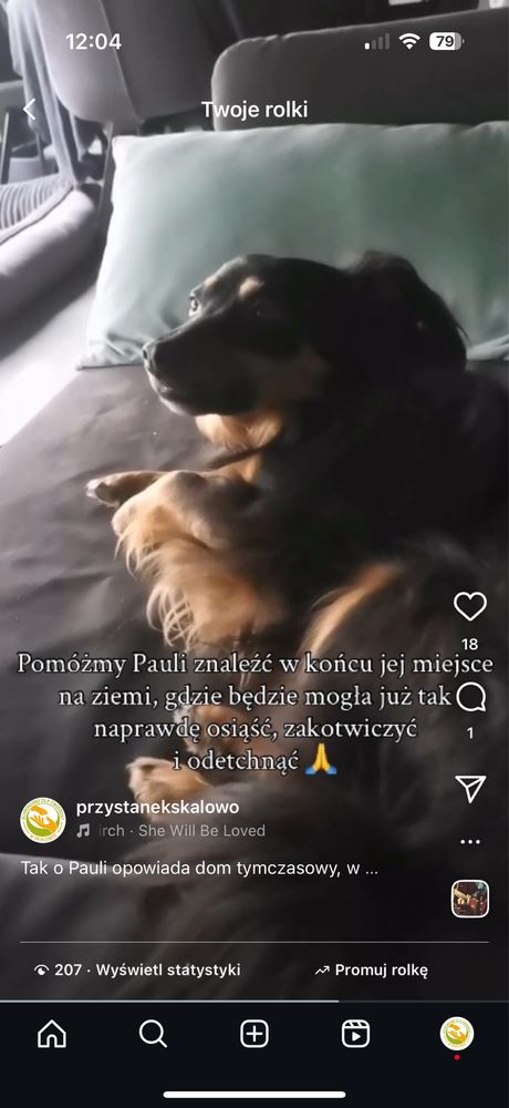 Paula jako młody piesek zabrana ze złomowiska,potem 7 lat w schronisku