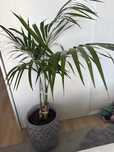 Palma kencja (howea forsteriana)