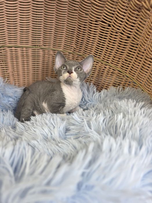 Śliczny kocurek Devon rex