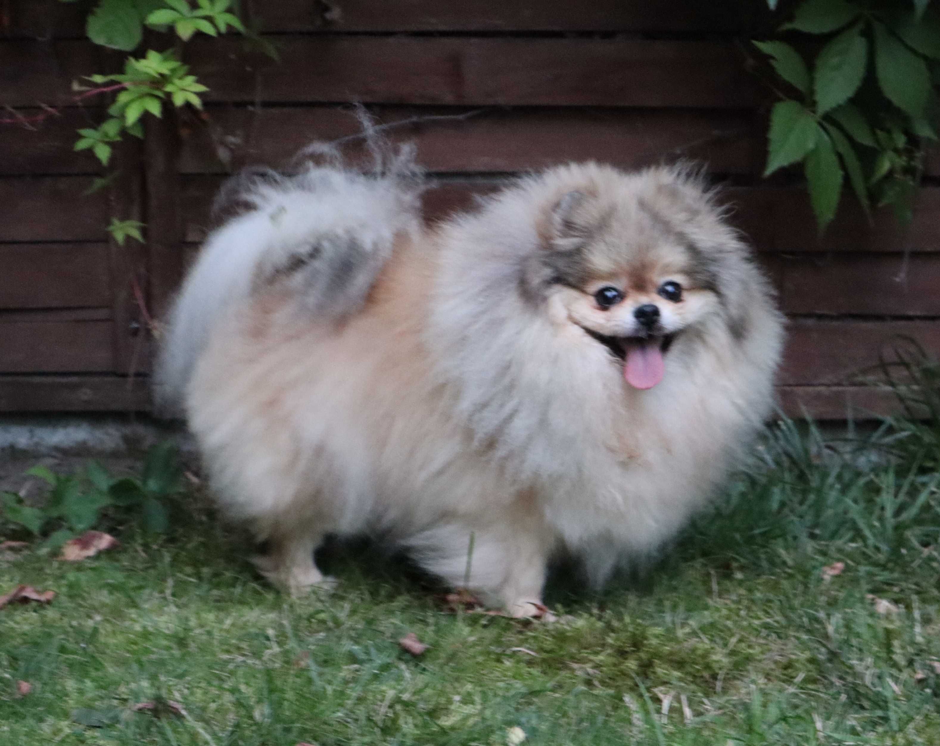 Sunia pomeranian 6 lat