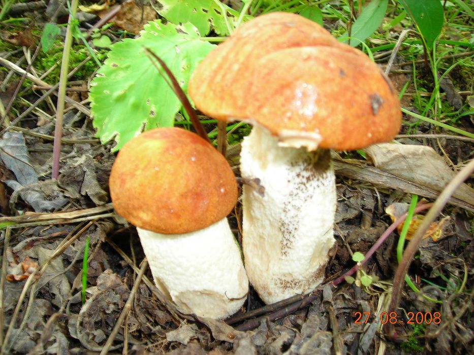 CL-511и PG-510  premium+