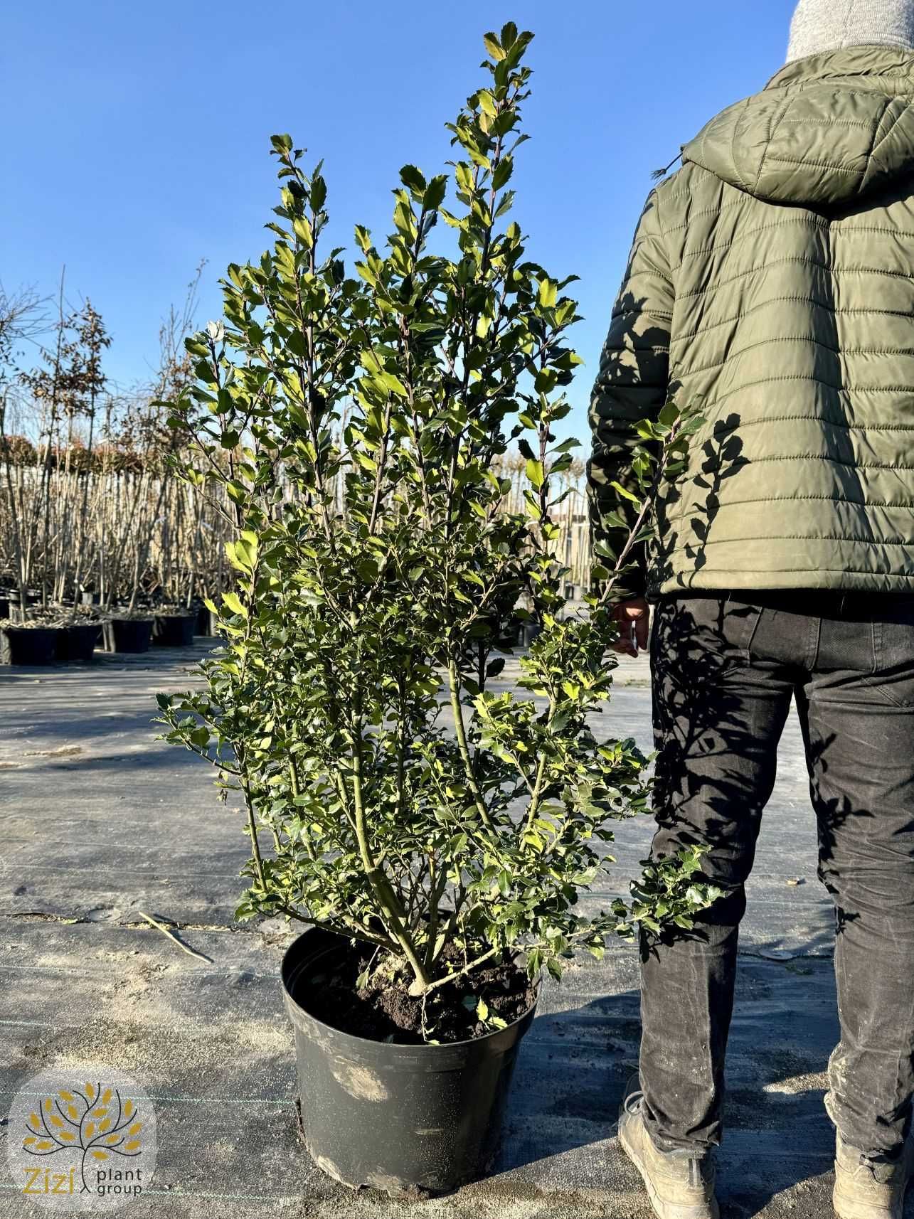 Ostrokrzew / Ilex Meserveae 'Blue Prince' / 80-150cm / zimozielony