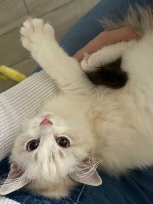 Ragdoll - Kotka z rodowodem Lazurowe Łapki*PL - Eowinka