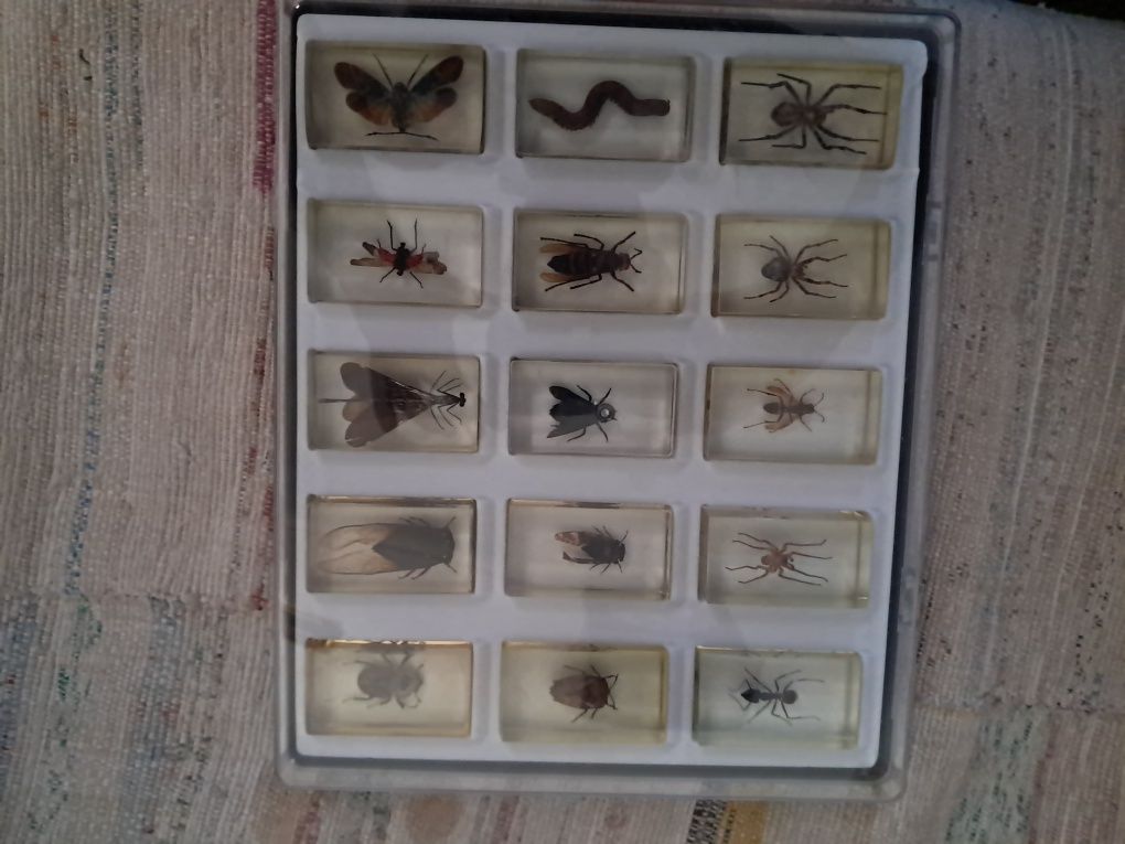 Colecção Insectos Nacional Geographic
