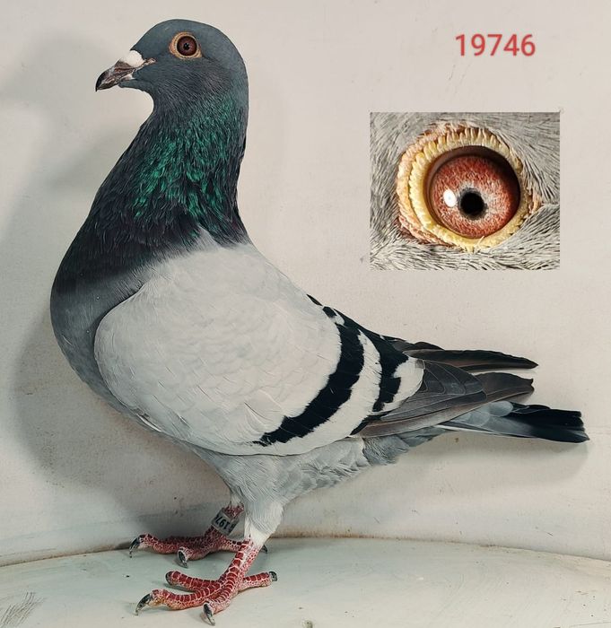 Jos Thoné gołąb, gołębie pocztowe.