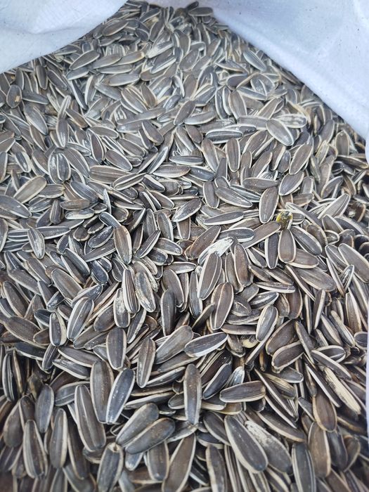 Продам соняшник рябий калібром 8+,  кругле решето ( для см