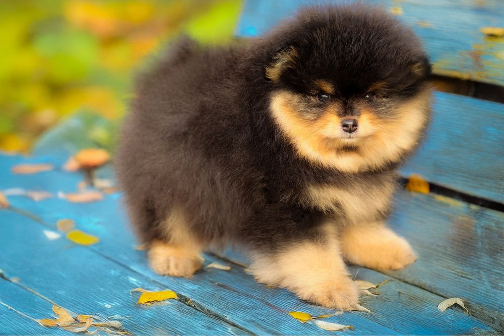 Pomeranian szpic miniaturowy / linia azjatycka/ black and tan ZKwP FCI