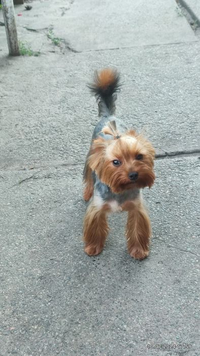 Продам Йоркширьского  тер'ера.