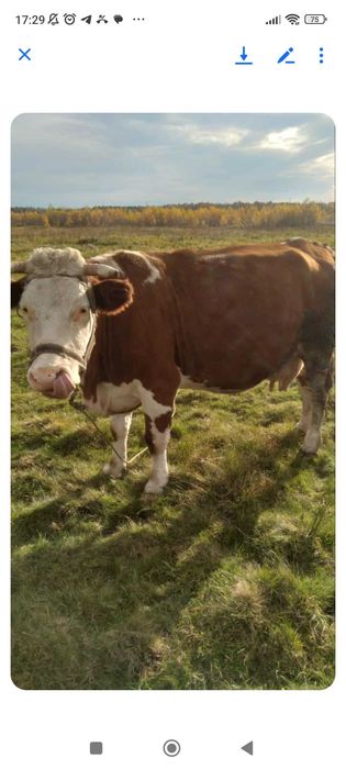 Продам  славну корівку