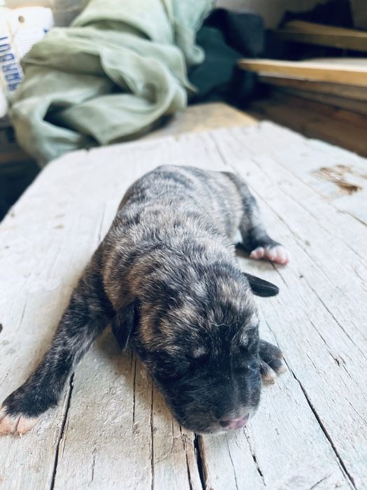 Rafeiros alentejanos adoção