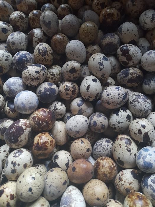 Sprzedam  jajka  przepiórcze