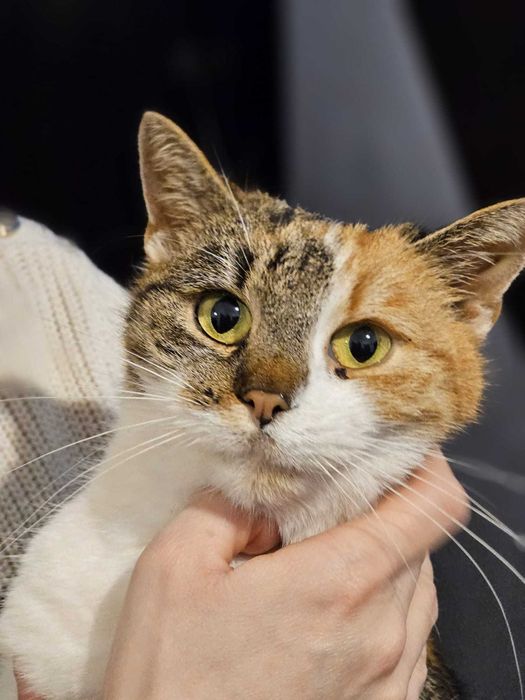 Kotek szuka domu/Kot/Uratuj Kiciunie na zimę/Pilna adopcja Poznań/Dom