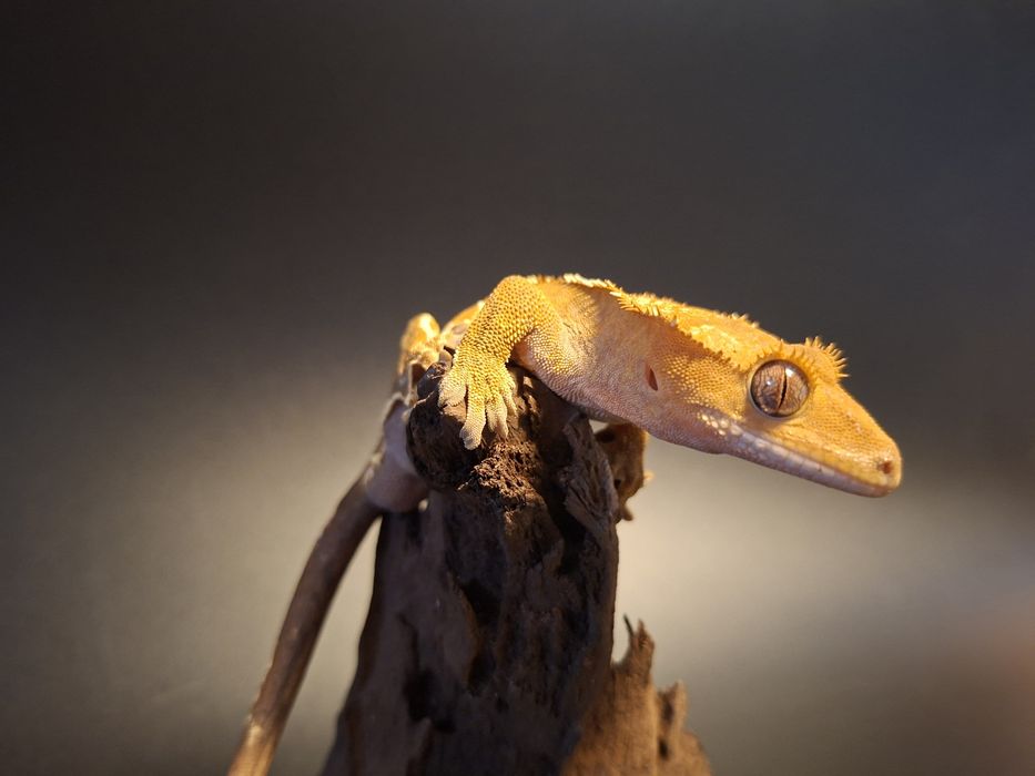 Samiec Gekona Orzęsionego!