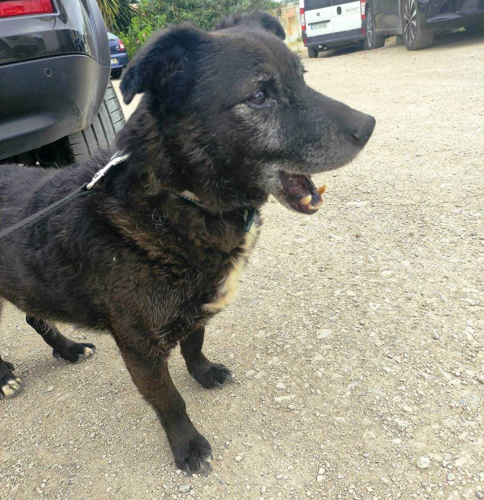 Alfragide - cão pequeno para adoção
