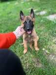 Owczarek Belgijski Malinois ZKwP/FCI pies szczenię