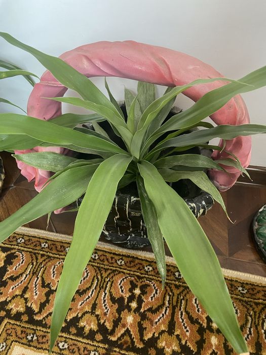 Вуличні і домашні рослинки, все по 50 гр.