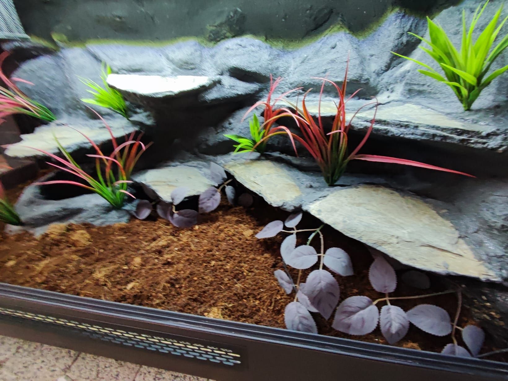 Terrarium wąż pyton boa PETMARKET