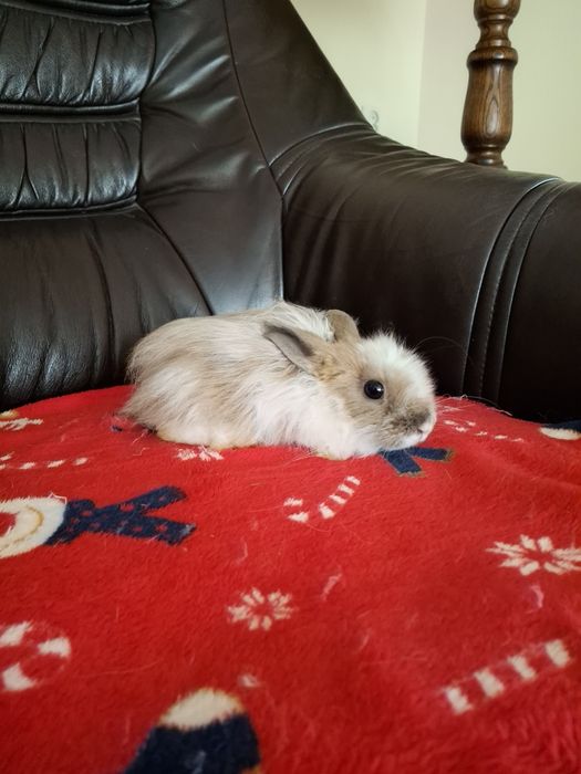 Królik miniaturka KARZEŁEK TEDDY oswojone