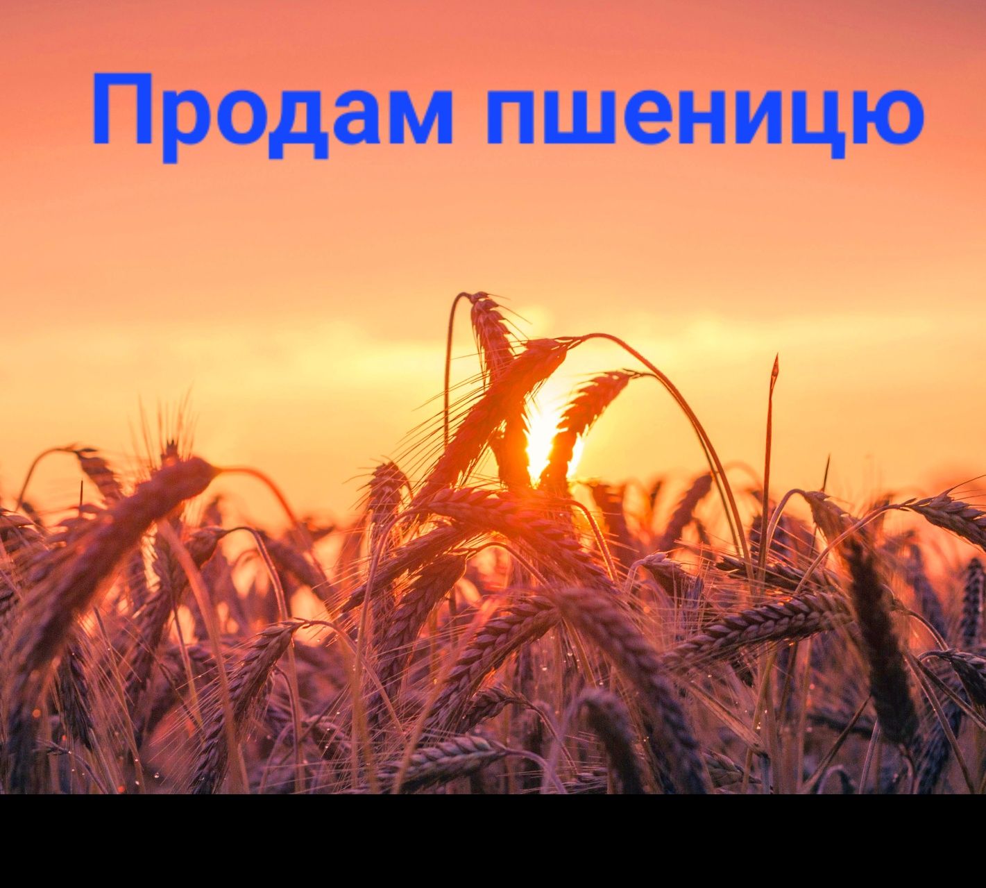 Продам пшеницю 8.5 грн за кг