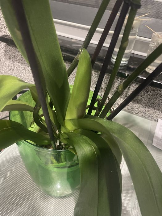 Орхідея на 4 палки