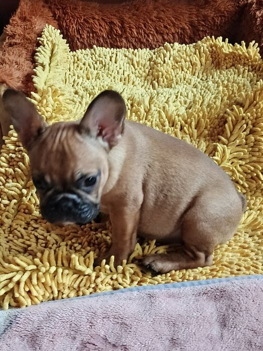 Дівчинки пишечки Французи