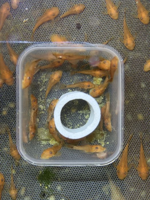 Ancistrus full red