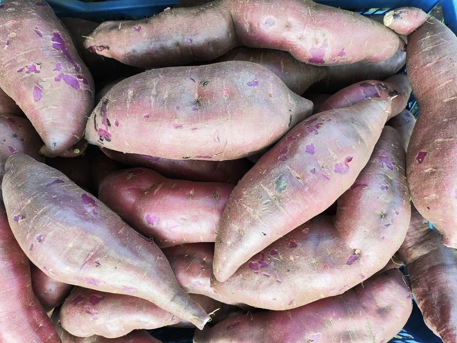 Продам домашній батат