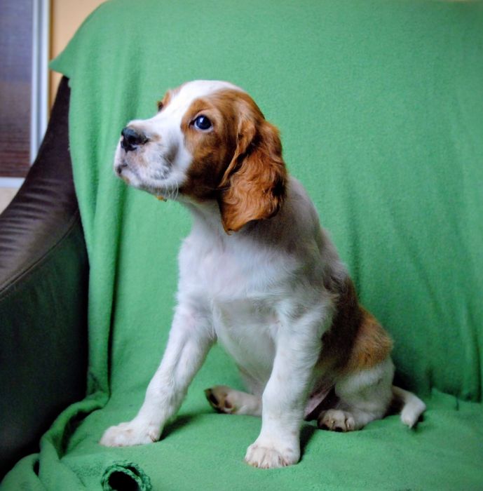 Seter irlandzki czerwono-biały - szczenię samiec gotowy do odbioru