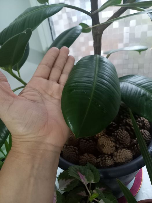 Монстера, фікус робуста, фвкус Бенджаміна, сансевиерия лауреті.