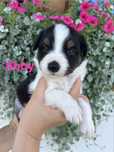 Suczka Border Collie