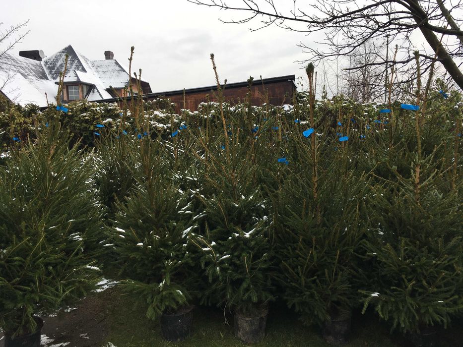Choinki Świerk Jodła kaukaska z dowozem plantacja choinek